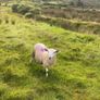 9 Young x bred sheep and 3 ewe lambs. Image 10