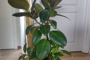 Large Rubber Plant Ficus elastica plant in the ceramic pot