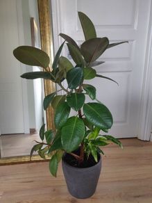 Large Rubber Plant Ficus elastica plant in the ceramic pot