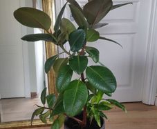 Large Rubber Plant Ficus elastica plant in the ceramic pot