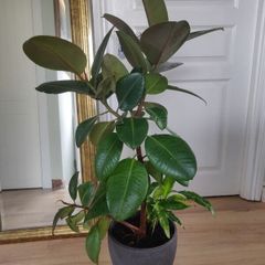 Large Rubber Plant Ficus elastica plant in the ceramic pot