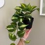 ikea fejka + pot Image 6
