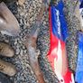 motorbike parts Image 4