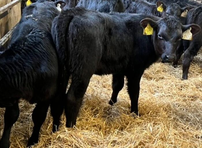 40 Aberdeen Angus Heifers