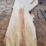 Hardwood timber Image 6