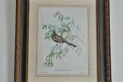 Antique framed ornithological print