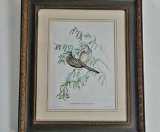 Antique framed ornithological print
