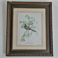 Antique framed ornithological print