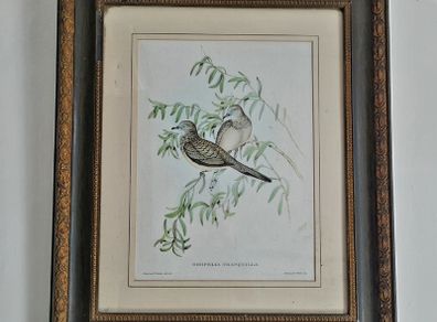 Antique framed ornithological print