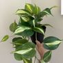 ikea fejka + pot Image 4