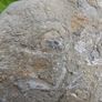 FOSSIL PLATE -  incl. Crinoids Coral Belemnites Bivalves Image 3
