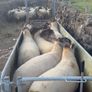 Suffolk Cheviot hoggets Image 4