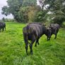 Aberdeen Angus bullocks Image 3