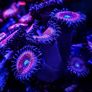Gobstopper Zoa Image 3
