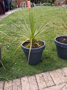 Cordyline Australis Palm tree