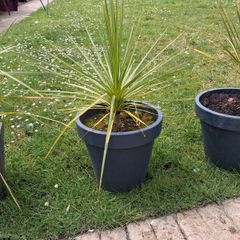 Cordyline Australis Palm tree