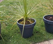 Cordyline Australis Palm Tree