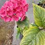 plant Image 2
