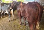 Stock Bull