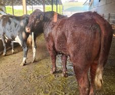 Stock Bull