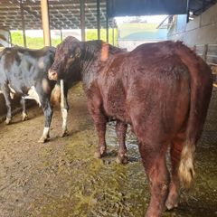 Stock Bull