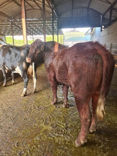 Stock Bull