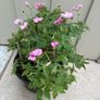 Geranium Image 5