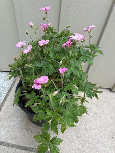 Geranium