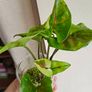 Syngonium Brown Lava rooted plant Image 3