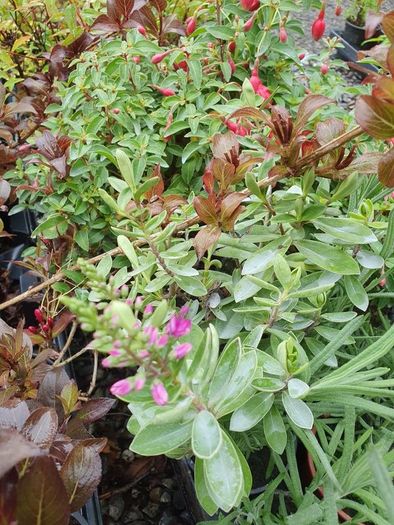 Large Plants and Shrubs