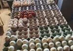 Fertile hatching eggs