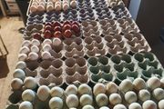 Fertile hatching eggs