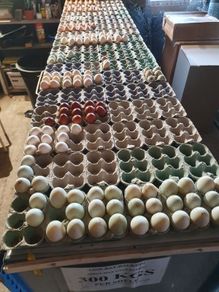 Fertile hatching eggs