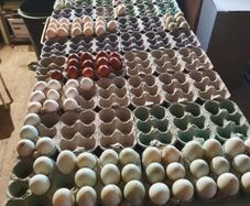 Fertile hatching eggs
