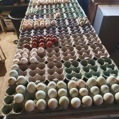 Fertile hatching eggs