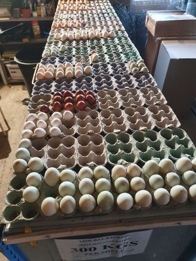 Pullets/hens/roosters/point of lay/