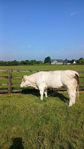 Pbr ch hefers
