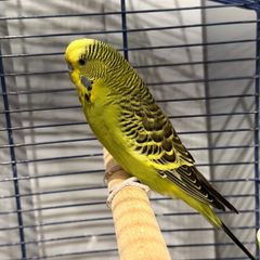 Budgie