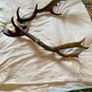 deer mount Image 2