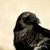 corvus