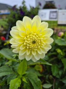 plants for sale