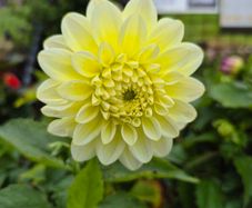 plants for sale