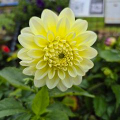 plants for sale