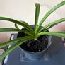 Agapanthus Plant Image 2
