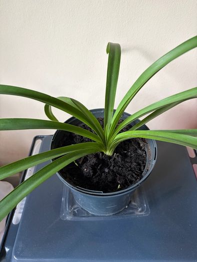 Agapanthus Plant