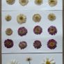 Daisies - Pressed Flowers for Crafting,`21 Pieces, Pink and White Image 3