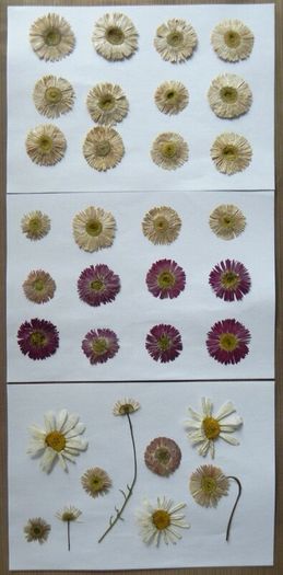 Daisies - Pressed Flowers for Crafting,`21 Pieces, Pink and White