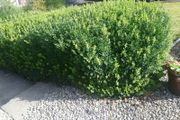 Box Hedging