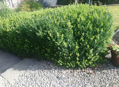 Box Hedging
