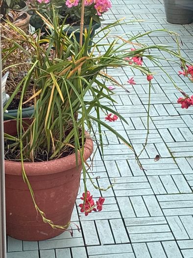 Schizostylis
